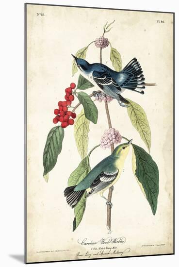 Cerulean Wood Warbler-John James Audubon-Mounted Art Print