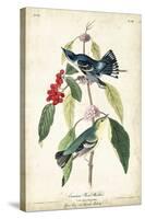 Cerulean Wood Warbler-John James Audubon-Stretched Canvas