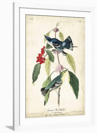 Cerulean Wood Warbler-John James Audubon-Framed Art Print