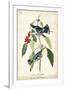 Cerulean Wood Warbler-John James Audubon-Framed Art Print