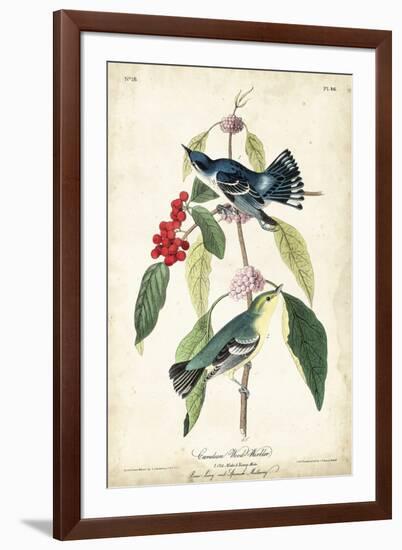 Cerulean Wood Warbler-John James Audubon-Framed Art Print