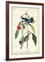 Cerulean Wood Warbler-John James Audubon-Framed Art Print