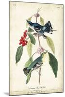 Cerulean Wood Warbler-John James Audubon-Mounted Art Print