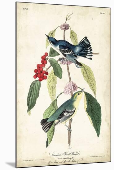 Cerulean Wood Warbler-John James Audubon-Mounted Art Print