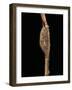 Cerura Vinula (Puss Moth) - Cocoon-Paul Starosta-Framed Photographic Print