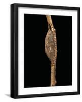 Cerura Vinula (Puss Moth) - Cocoon-Paul Starosta-Framed Photographic Print