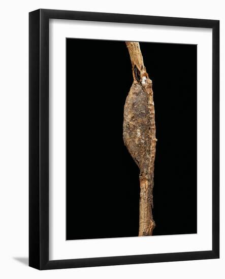 Cerura Vinula (Puss Moth) - Cocoon-Paul Starosta-Framed Photographic Print