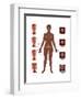 Cervical Cancer-Gwen Shockey-Framed Art Print