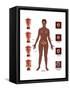 Cervical Cancer-Gwen Shockey-Framed Stretched Canvas