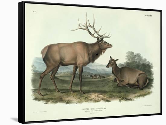 Cervus Canadensis (American Elk, Wapiti Deer), Plate 62 from 'Quadrupeds of North America',…-John James Audubon-Framed Stretched Canvas