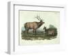 Cervus Canadensis (American Elk, Wapiti Deer), Plate 62 from 'Quadrupeds of North America',…-John James Audubon-Framed Giclee Print