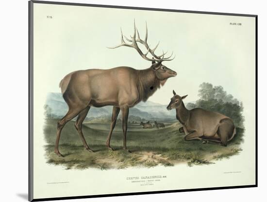 Cervus Canadensis (American Elk, Wapiti Deer), Plate 62 from 'Quadrupeds of North America',…-John James Audubon-Mounted Giclee Print
