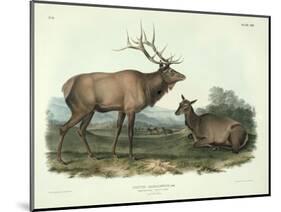 Cervus Canadensis (American Elk, Wapiti Deer), Plate 62 from 'Quadrupeds of North America',…-John James Audubon-Mounted Giclee Print