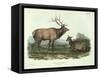 Cervus Canadensis (American Elk, Wapiti Deer), Plate 62 from 'Quadrupeds of North America',…-John James Audubon-Framed Stretched Canvas