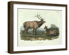 Cervus Canadensis (American Elk, Wapiti Deer), Plate 62 from 'Quadrupeds of North America',…-John James Audubon-Framed Giclee Print