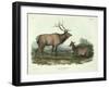 Cervus Canadensis (American Elk, Wapiti Deer), Plate 62 from 'Quadrupeds of North America',…-John James Audubon-Framed Giclee Print