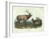 Cervus Canadensis (American Elk, Wapiti Deer), Plate 62 from 'Quadrupeds of North America',…-John James Audubon-Framed Giclee Print