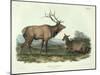 Cervus Canadensis (American Elk, Wapiti Deer), Plate 62 from 'Quadrupeds of North America',…-John James Audubon-Mounted Giclee Print