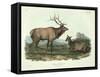 Cervus Canadensis (American Elk, Wapiti Deer), Plate 62 from 'Quadrupeds of North America',…-John James Audubon-Framed Stretched Canvas