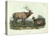 Cervus Canadensis (American Elk, Wapiti Deer), Plate 62 from 'Quadrupeds of North America',…-John James Audubon-Stretched Canvas