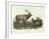 Cervus Canadensis (American Elk, Wapiti Deer), Plate 62 from 'Quadrupeds of North America',…-John James Audubon-Framed Giclee Print