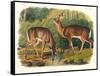 Cervus Virginianus (Common or Virginian Deer), Plate 136 from 'Quadrupeds of North America',…-John Woodhouse Audubon-Framed Stretched Canvas