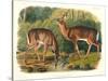 Cervus Virginianus (Common or Virginian Deer), Plate 136 from 'Quadrupeds of North America',…-John Woodhouse Audubon-Stretched Canvas