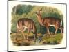 Cervus Virginianus (Common or Virginian Deer), Plate 136 from 'Quadrupeds of North America',…-John Woodhouse Audubon-Mounted Giclee Print