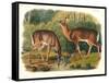 Cervus Virginianus (Common or Virginian Deer), Plate 136 from 'Quadrupeds of North America',…-John Woodhouse Audubon-Framed Stretched Canvas