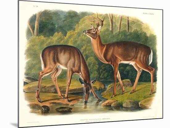 Cervus Virginianus (Common or Virginian Deer), Plate 136 from 'Quadrupeds of North America',…-John Woodhouse Audubon-Mounted Giclee Print