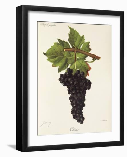 Cesar Grape-J. Troncy-Framed Giclee Print