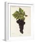 Cesar Grape-J. Troncy-Framed Giclee Print