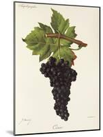 Cesar Grape-J. Troncy-Mounted Giclee Print