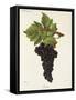 Cesar Grape-J. Troncy-Framed Stretched Canvas