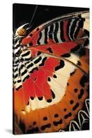 Cethosia Hypsea (Malay Lacewing) - Wings Detail-Paul Starosta-Stretched Canvas