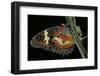 Cethosia Hypsea (Malay Lacewing)-Paul Starosta-Framed Photographic Print