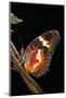 Cethosia Hypsea (Malay Lacewing)-Paul Starosta-Mounted Photographic Print