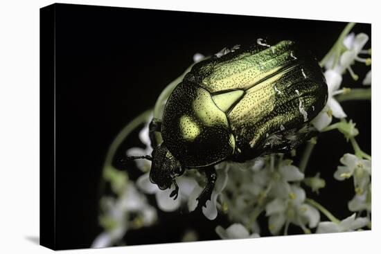 Cetonia Aurata (Rose Chafer)-Paul Starosta-Stretched Canvas