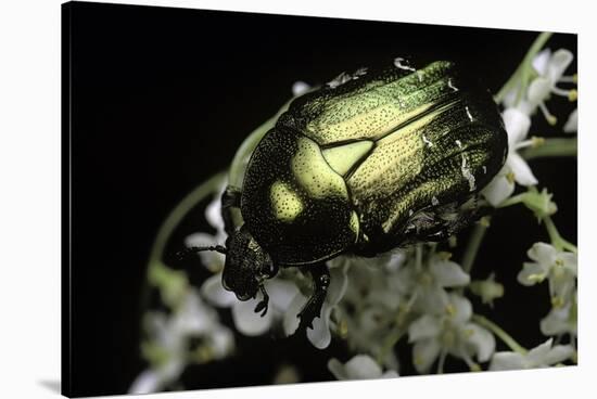 Cetonia Aurata (Rose Chafer)-Paul Starosta-Stretched Canvas