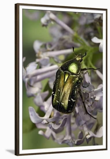 Cetonia Aurata (Rose Chafer)-Paul Starosta-Framed Premium Photographic Print