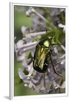 Cetonia Aurata (Rose Chafer)-Paul Starosta-Framed Premium Photographic Print