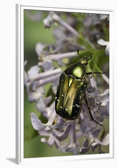 Cetonia Aurata (Rose Chafer)-Paul Starosta-Framed Premium Photographic Print