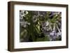 Cetonia Aurata (Rose Chafer)-Paul Starosta-Framed Photographic Print