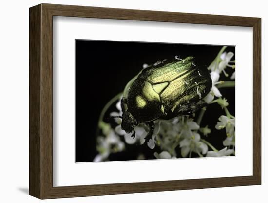 Cetonia Aurata (Rose Chafer)-Paul Starosta-Framed Photographic Print