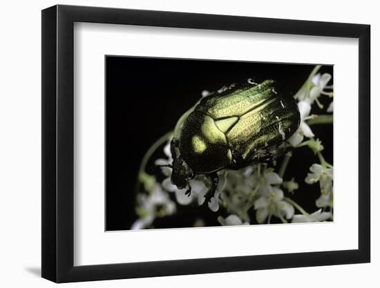 Cetonia Aurata (Rose Chafer)-Paul Starosta-Framed Photographic Print