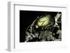 Cetonia Aurata (Rose Chafer)-Paul Starosta-Framed Photographic Print