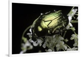 Cetonia Aurata (Rose Chafer)-Paul Starosta-Framed Photographic Print