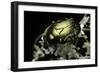 Cetonia Aurata (Rose Chafer)-Paul Starosta-Framed Photographic Print