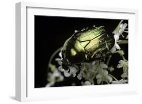 Cetonia Aurata (Rose Chafer)-Paul Starosta-Framed Photographic Print