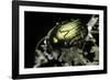 Cetonia Aurata (Rose Chafer)-Paul Starosta-Framed Photographic Print